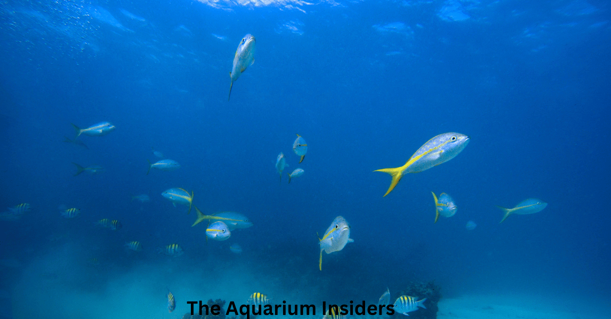 “Aquariums That Let You Sleep With Sharks: A Traveler’s Guide”