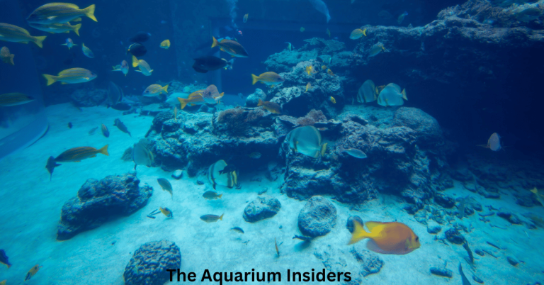 “How to Plan a City Trip Around an Aquarium Visit”