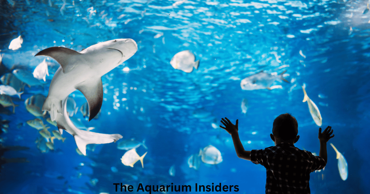 “Sydney Aquarium vs Melbourne Aquarium: Which One Should You Visit?”