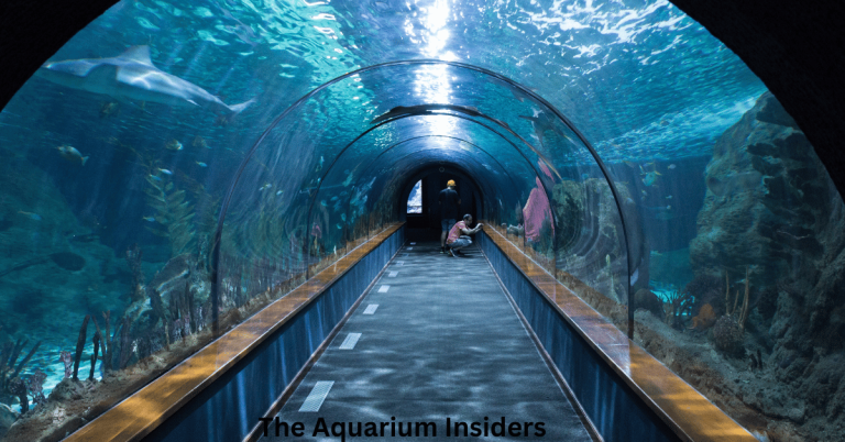 “Is the Singapore SEA Aquarium Worth Visiting? An Honest Traveler’s Review”