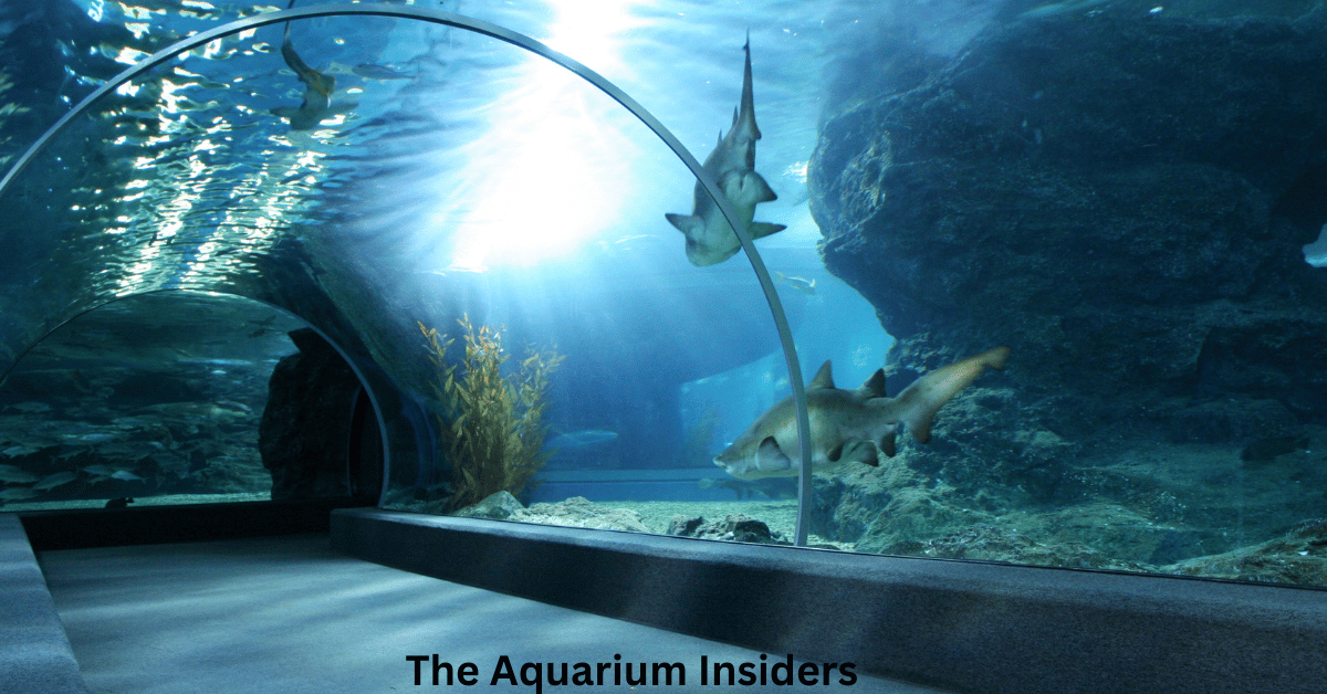 “10 Underrated Aquariums Around the World Most Travelers Don’t Know About”