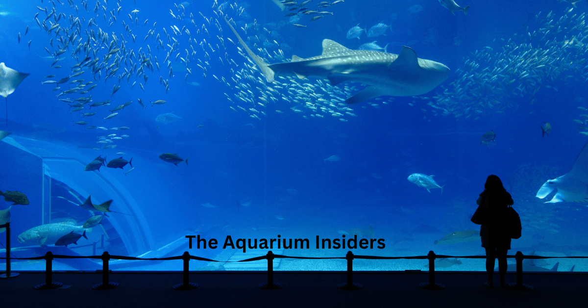 Best Aquariums in the Middle East (Complete Guide)