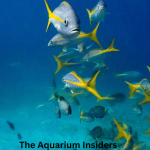 “Monterey Bay Aquarium Travel Guide: Tickets, Tips, and Best Exhibits”