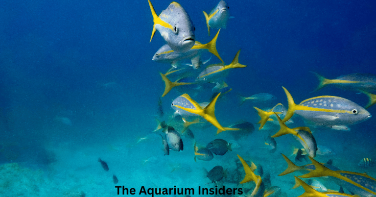 “Monterey Bay Aquarium Travel Guide: Tickets, Tips, and Best Exhibits”