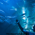 Largest Aquariums in the World Ranked