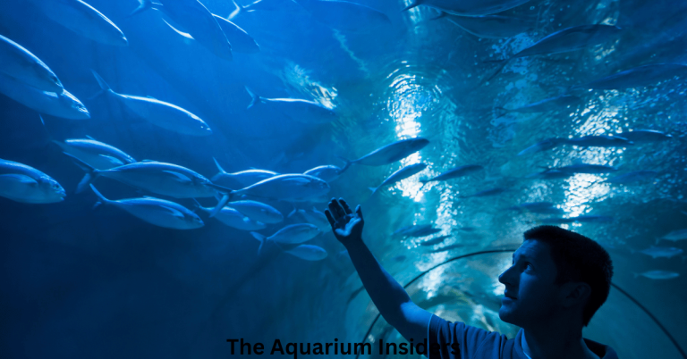 Largest Aquariums in the World Ranked