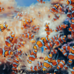 Top Aquariums in Asia You Can Visit Without Breaking the Bank