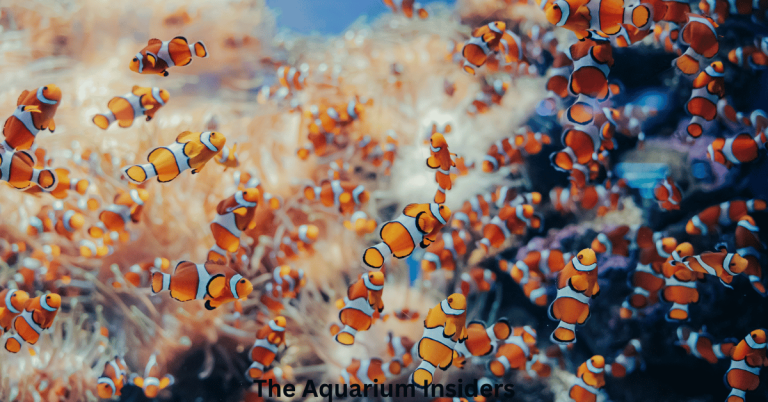Top Aquariums in Asia You Can Visit Without Breaking the Bank