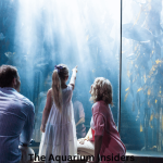Dubai Aquarium vs Lost Chambers Aquarium: Which One Should You Visit?