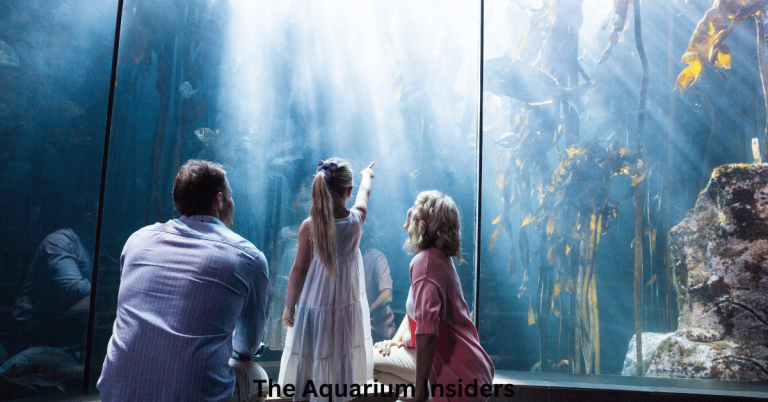 Dubai Aquarium vs Lost Chambers Aquarium: Which One Should You Visit?