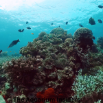 “Visiting Osaka Aquarium Kaiyukan: Complete Travel & Planning Guide”