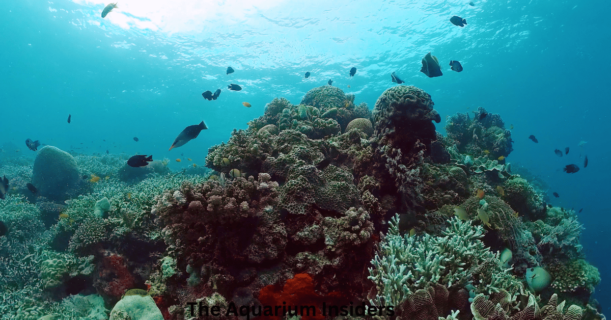 “Visiting Osaka Aquarium Kaiyukan: Complete Travel & Planning Guide”