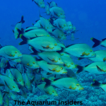 “Sydney Sea Life Aquarium Review: How Long It Takes & What Not to Miss”