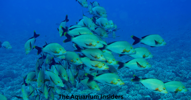 “Sydney Sea Life Aquarium Review: How Long It Takes & What Not to Miss”