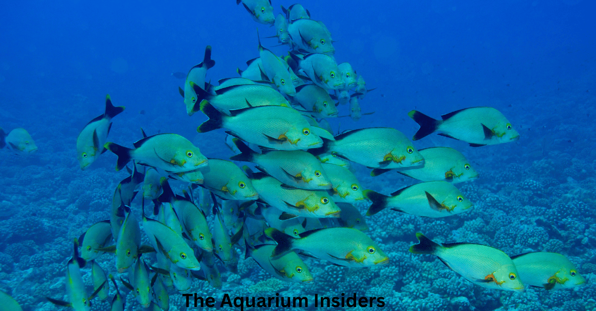 “Sydney Sea Life Aquarium Review: How Long It Takes & What Not to Miss”