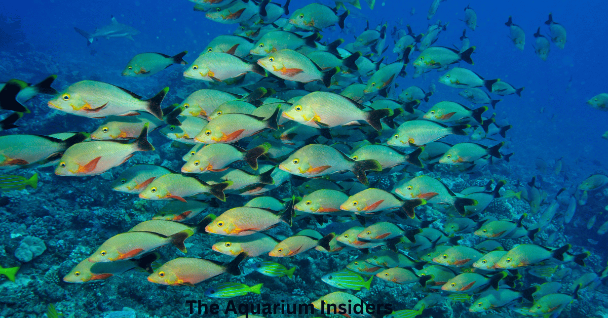 “Best Aquariums for Solo Travelers Who Love Marine Life”