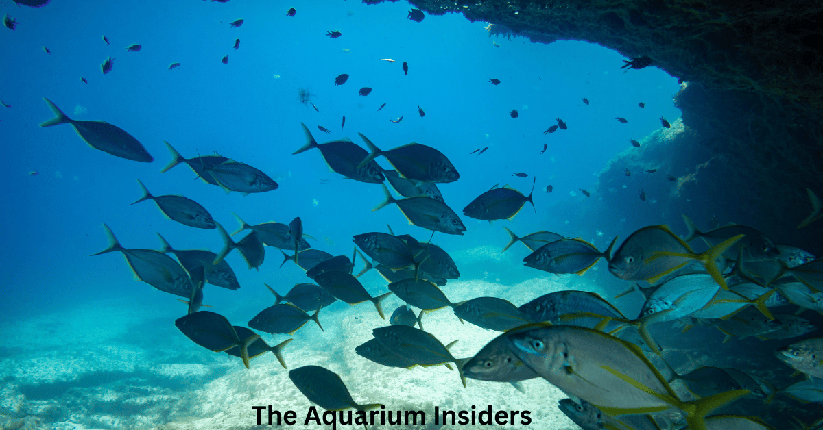 “Best Aquariums for Couples Traveling Together”